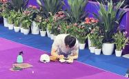 开云平台-体操赛场上韩国选手表现出色